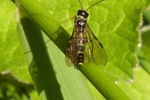 Хлібна личинка - один з страшних бійців зернових Хлібна личинка - один з страшних бійців зернових